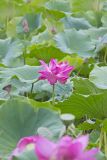 Indian Lotus, Nelumbo nucifera