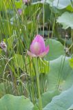 Indian Lotus, Nelumbo nucifera