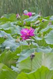 Indian Lotus, Nelumbo nucifera