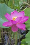 Indian Lotus, Nelumbo nucifera