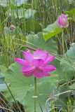 Indian Lotus, Nelumbo nucifera