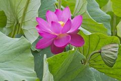 Indian Lotus
