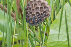 Indian Lotus, Nelumbo nucifera