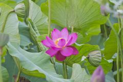 Indian Lotus, Nelumbo nucifera