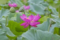 Indian Lotus, Nelumbo nucifera