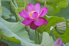 Indian Lotus, Nelumbo nucifera