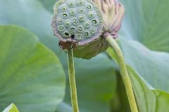 Indian Lotus, Nelumbo nucifera