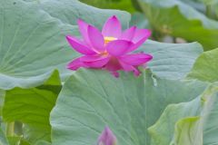 Indian Lotus, Nelumbo nucifera