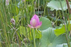 Indian Lotus, Nelumbo nucifera