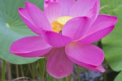 Indian Lotus, Nelumbo nucifera