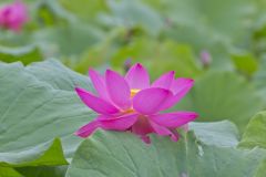 Indian Lotus, Nelumbo nucifera