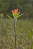 Indian Paintbrush, Castiilleja coccinea