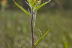 Indian Paintbrush