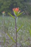 Indian Paintbrush, Castiilleja coccinea