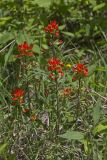 Indian Paintbrush, Castiilleja coccinea