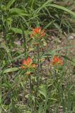 Indian Paintbrush, Castiilleja coccinea