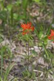 Indian Paintbrush, Castiilleja coccinea