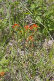 Indian Paintbrush, Castiilleja coccinea