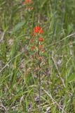 Indian Paintbrush, Castiilleja coccinea