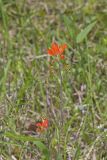 Indian Paintbrush, Castiilleja coccinea