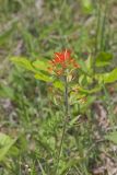 Indian Paintbrush, Castiilleja coccinea