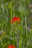 Indian Paintbrush, Castiilleja coccinea