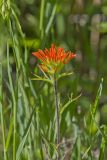Indian Paintbrush, Castiilleja coccinea