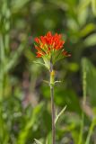 Indian Paintbrush, Castiilleja coccinea