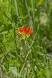 Indian Paintbrush, Castiilleja coccinea