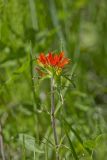 Indian Paintbrush, Castiilleja coccinea