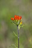 Indian Paintbrush, Castiilleja coccinea