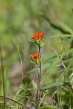 Indian Paintbrush, Castiilleja coccinea