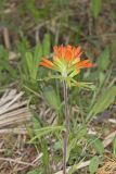 Indian Paintbrush, Castiilleja coccinea