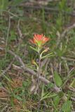 Indian Paintbrush, Castiilleja coccinea