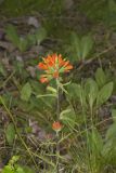 Indian Paintbrush, Castiilleja coccinea