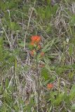 Indian Paintbrush, Castiilleja coccinea