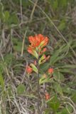Indian Paintbrush, Castiilleja coccinea