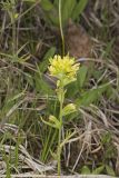 Indian Paintbrush, Castiilleja coccinea