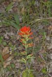 Indian Paintbrush, Castiilleja coccinea