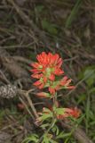 Indian Paintbrush, Castiilleja coccinea
