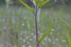 Indian Paintbrush, Castiilleja coccinea