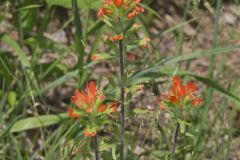 Indian Paintbrush, Castiilleja coccinea Indian Paintbrush, Castiilleja coccinea