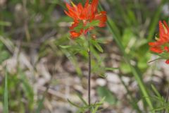 Indian Paintbrush, Castiilleja coccinea