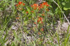 Indian Paintbrush, Castiilleja coccinea Indian Paintbrush, Castiilleja coccinea