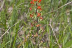 Indian Paintbrush, Castiilleja coccinea Indian Paintbrush, Castiilleja coccinea