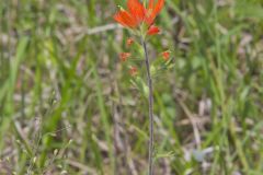 Indian Paintbrush, Castiilleja coccinea Indian Paintbrush, Castiilleja coccinea