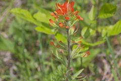 Indian Paintbrush, Castiilleja coccinea Indian Paintbrush, Castiilleja coccinea