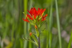 Indian Paintbrush, Castiilleja coccinea