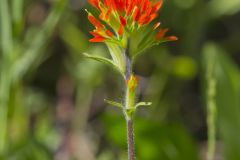 Indian Paintbrush, Castiilleja coccinea