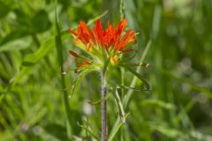 Indian Paintbrush, Castiilleja coccinea Indian Paintbrush, Castiilleja coccinea